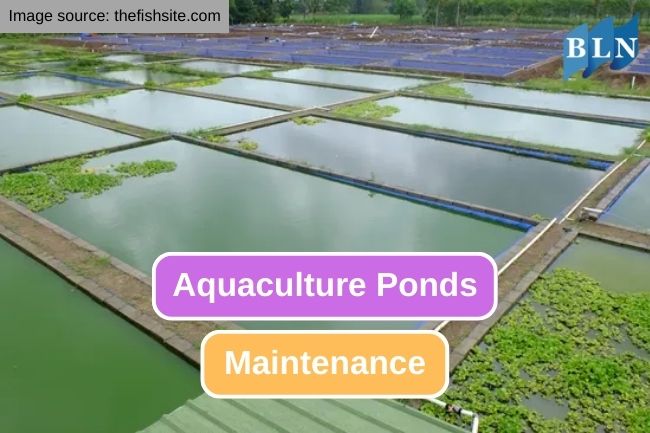 9 Aspects of Aquaculture Ponds Maintenance System
